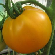 Томат Дынный ликер  за 0,1 г