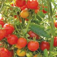 Томат Флорида петит за 0,1 г