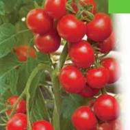 Томат Богун F1 за 0,1 г