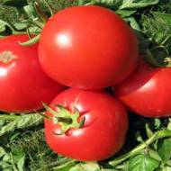 Томат Атлантида за 0,1 г