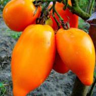 Томат Перцевидный оранжевый за 0,1 г