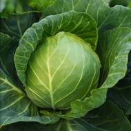 Капуста Аліна F1 за 10 нас.