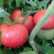 Томат Олимп розовый за 0,1 г