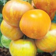 Томат Вернисаж золотой за 0,1 г