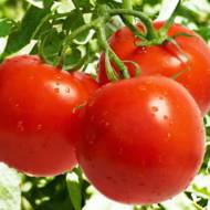 Томат Красная стрела за 0,1 г