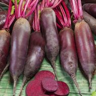 Буряк столовий Ріваль