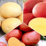 Комплект трьох різних сортів насіннєвої картоплі 6 кг