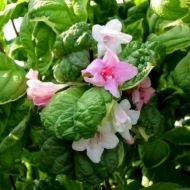 Саджанець Вейгела Карикатура в контейнері