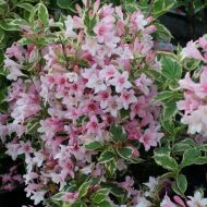 Саджанець Вейгела Карикатура в контейнері