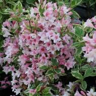 Саджанець Вейгела Карикатура в контейнері