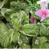 Саженец вейгелы Карикатура в контейнере