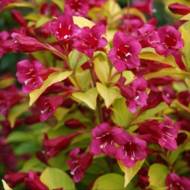 Саженец вейгелы Голден Джинс в контейнере