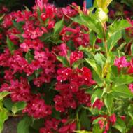 Саджанець Вейгела Ред Принц в контейнері