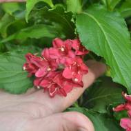 Саженец вейгелы Ред Принц в контейнере