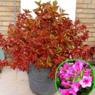 Саджанець Вейгела Вінгс Оф Фаєр в контейнері