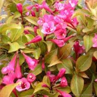 Саджанець Вейгела Вінгс Оф Фаєр в контейнері