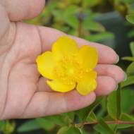 Саженец зверобоя Хит Хот в контейнере