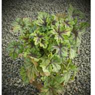 Саженец гейхеры Тареstry в контейнере