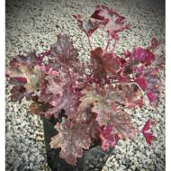 Саженец гейхеры Cascade Down в контейнере