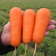 Морковь Боливар F1 за 0,3 г