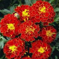 Бархатцы Осенний блюз за 0,5 г