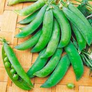 Горох Бинго