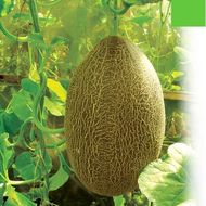 Дыня Банановая F1 за 0,3 г