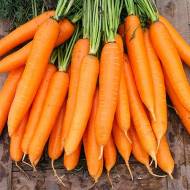 Морква Перфекція