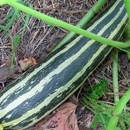 Кабачок Тапир