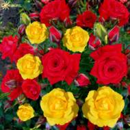 Роза спрей Голд Беби+РедМакарена