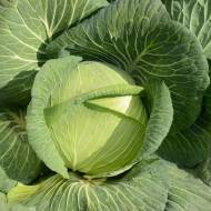 Капуста Платон F1