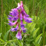 Сидерат Вика за 0,5 кг