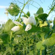 Сидерат Горох кормовий за 0,5 кг