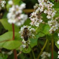 Сидерат Гречка