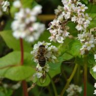 Сидерат Гречка