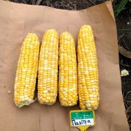 Кукурудза цукрова Палітра F1