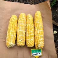 Кукурудза цукрова Палітра F1