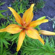 Лілія азіатська Жаринка