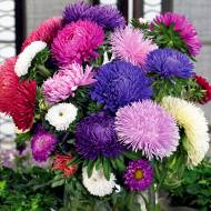 Набір айстр 