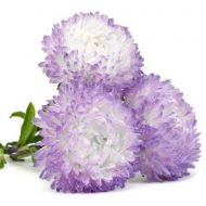 Айстра Фламір біло-блакитний за 0,3 г