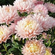 Айстра Персикова вежа за 0,3 г