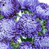 Айстра Старий замок блакитна за 0,3 г