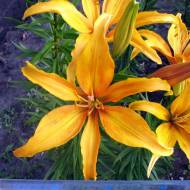 Лилия азиатская Жаринка