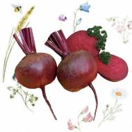 Свекла столовая Нобол за 2 г