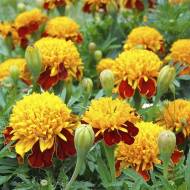 Бархатцы Тигровые глаза за 0,5 г