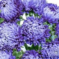 Астра Старый замок голубая за 0,3