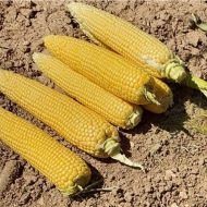 Кукуруза сахарная Органическая Дунай F1
