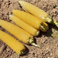 Кукуруза сахарная Органическая Дунай F1