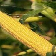 Кукуруза сахарная NBM-2020 F1