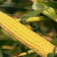 Кукуруза сахарная NBM-2020 F1